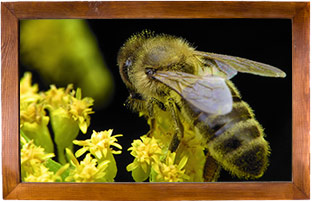 abeille